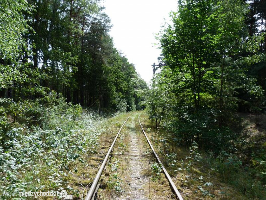 Przyroda widziana z drezyny