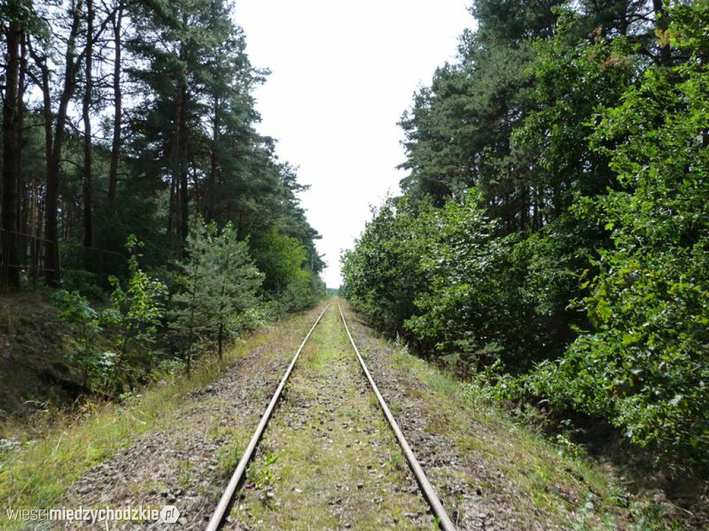 Przyroda widziana z drezyny