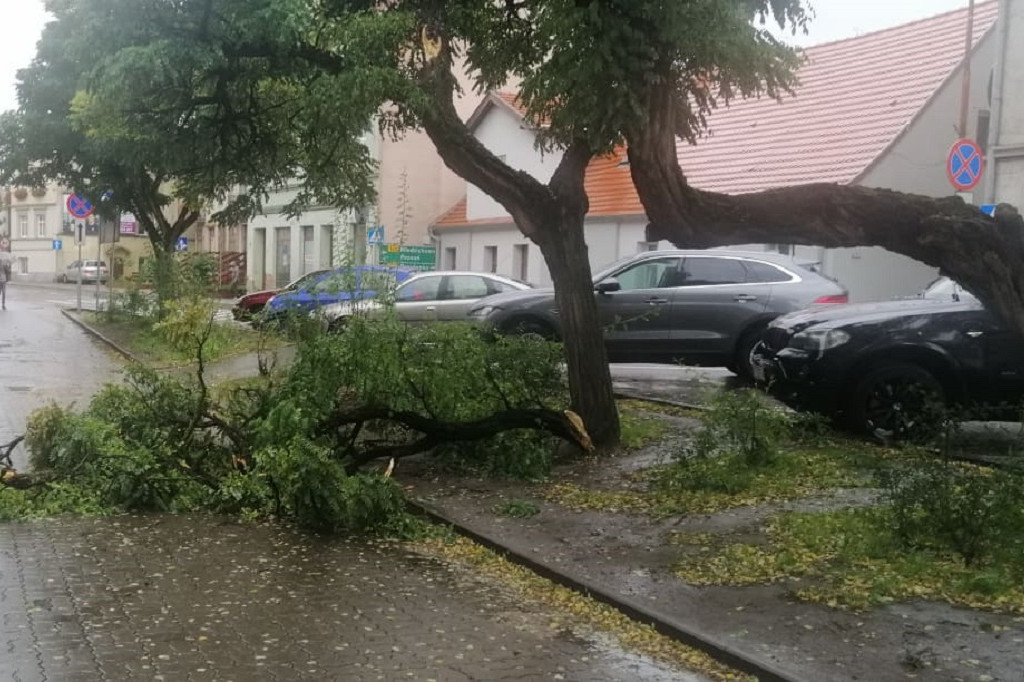 Uwaga na łamiące się drzewa