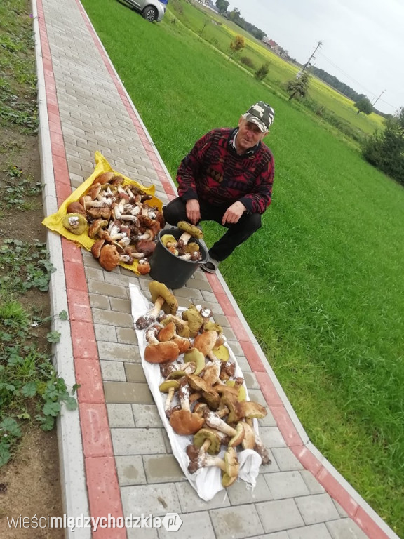Grzybowe trofea mieszkańców powiatu