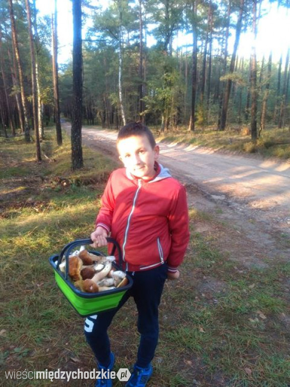 Grzybowe trofea mieszkańców powiatu