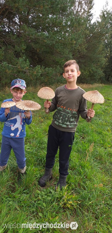 Grzybowe trofea mieszkańców powiatu