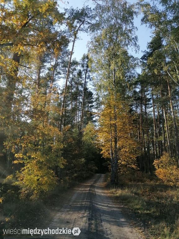 Złota polska jesień