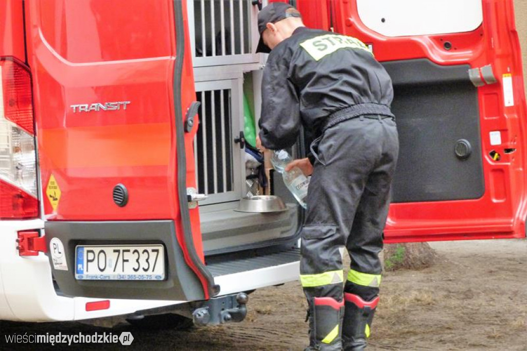 Pokaz umiejętności psich ratowników
