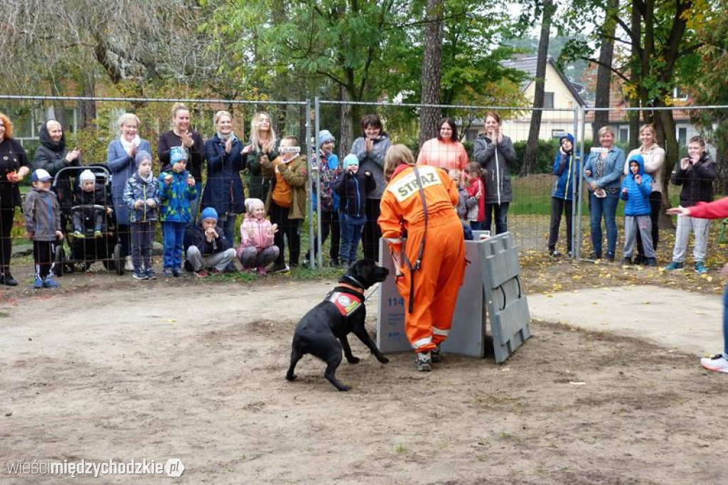 Pokaz umiejętności psich ratowników