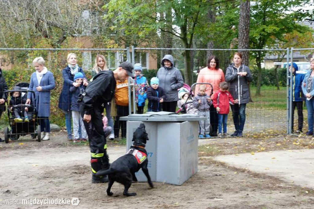 Pokaz umiejętności psich ratowników