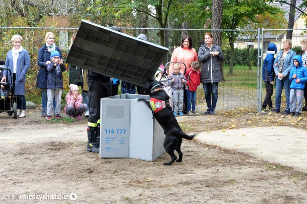 Pokaz umiejętności psich ratowników