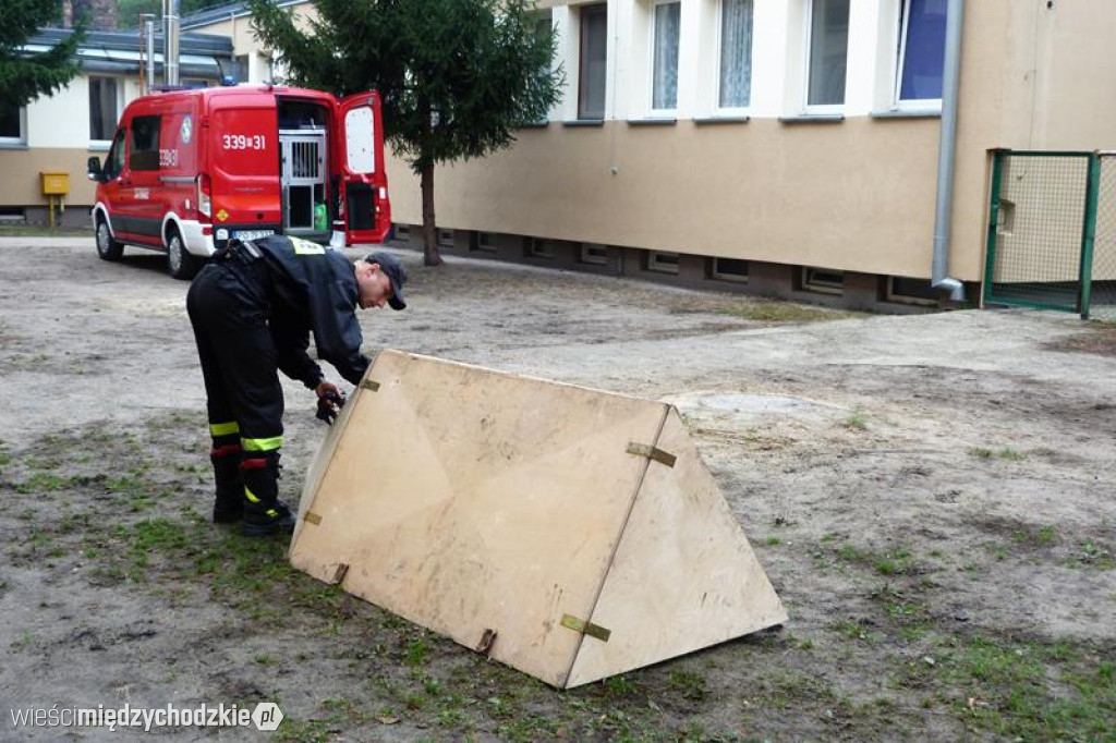 Pokaz umiejętności psich ratowników