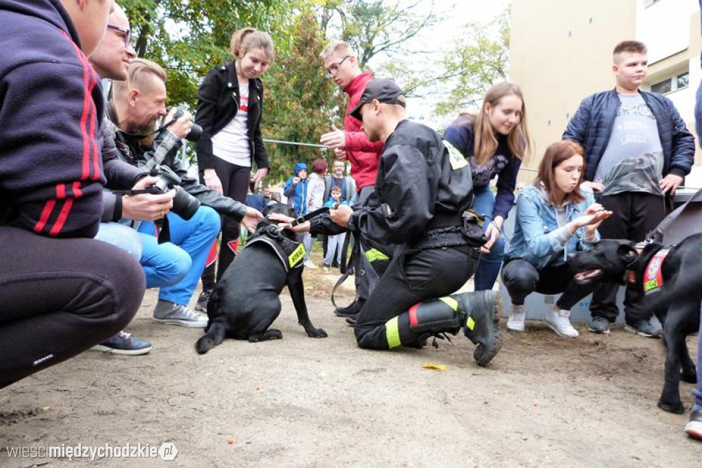 Pokaz umiejętności psich ratowników