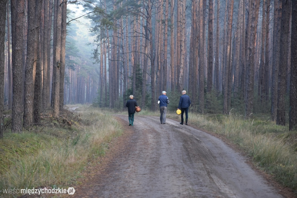 Studenci UTW Międzychód na grzybach