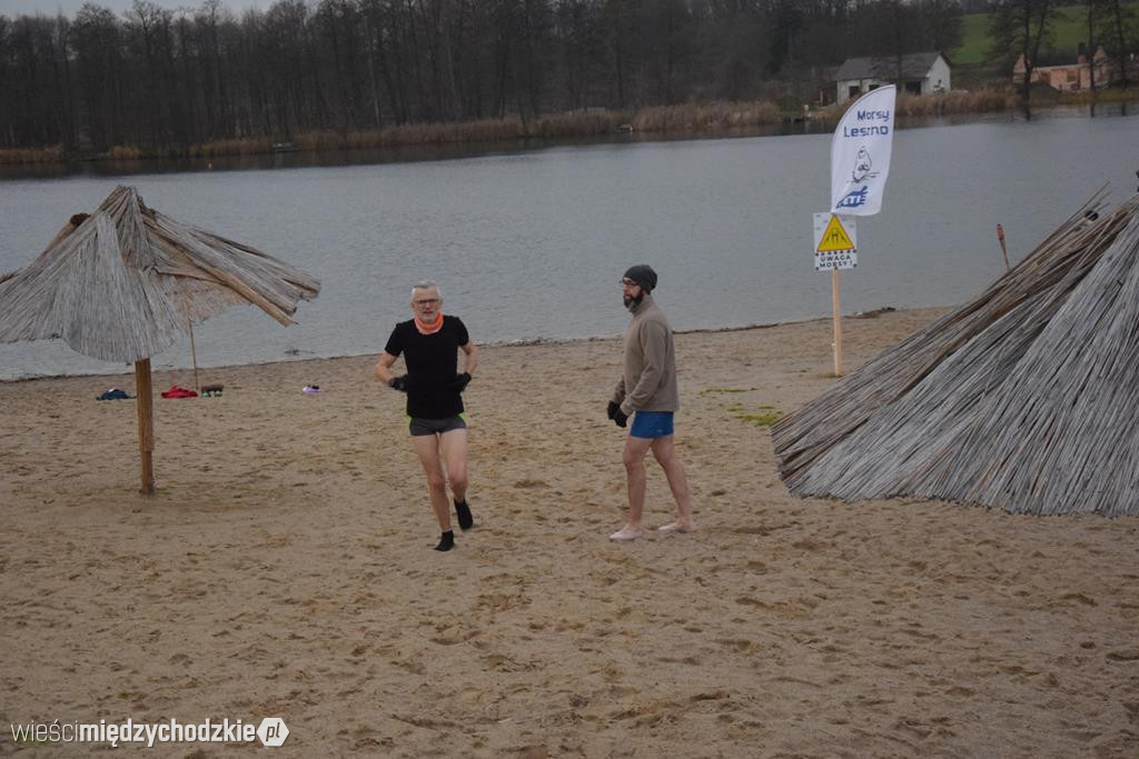 Morsy na plaży w Olandii