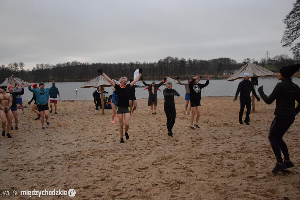 Morsy na plaży w Olandii