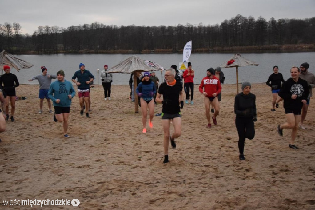 Morsy na plaży w Olandii