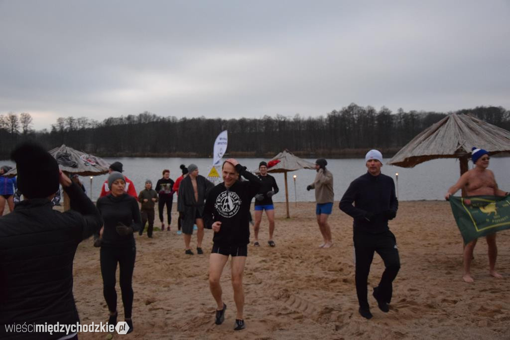 Morsy na plaży w Olandii