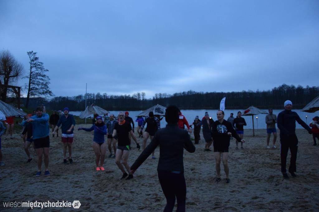 Morsy na plaży w Olandii
