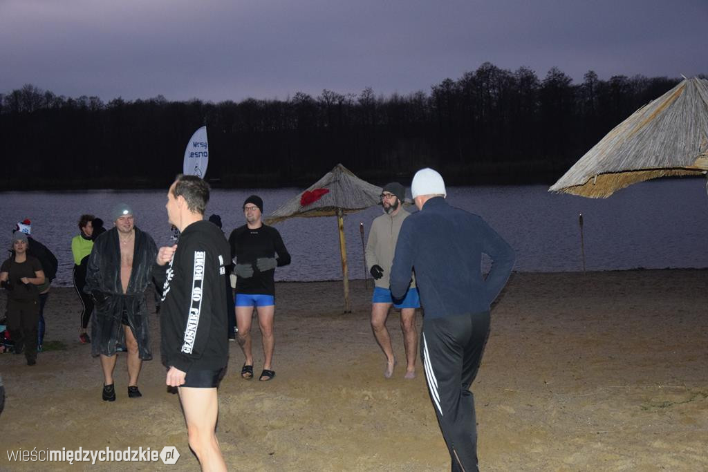 Morsy na plaży w Olandii