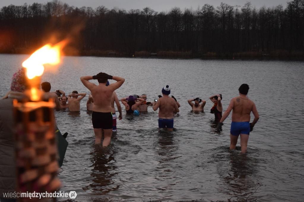 Morsy na plaży w Olandii