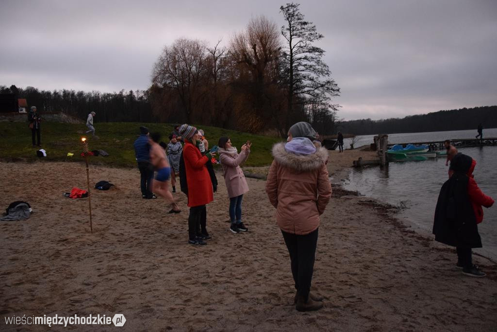 Morsy na plaży w Olandii