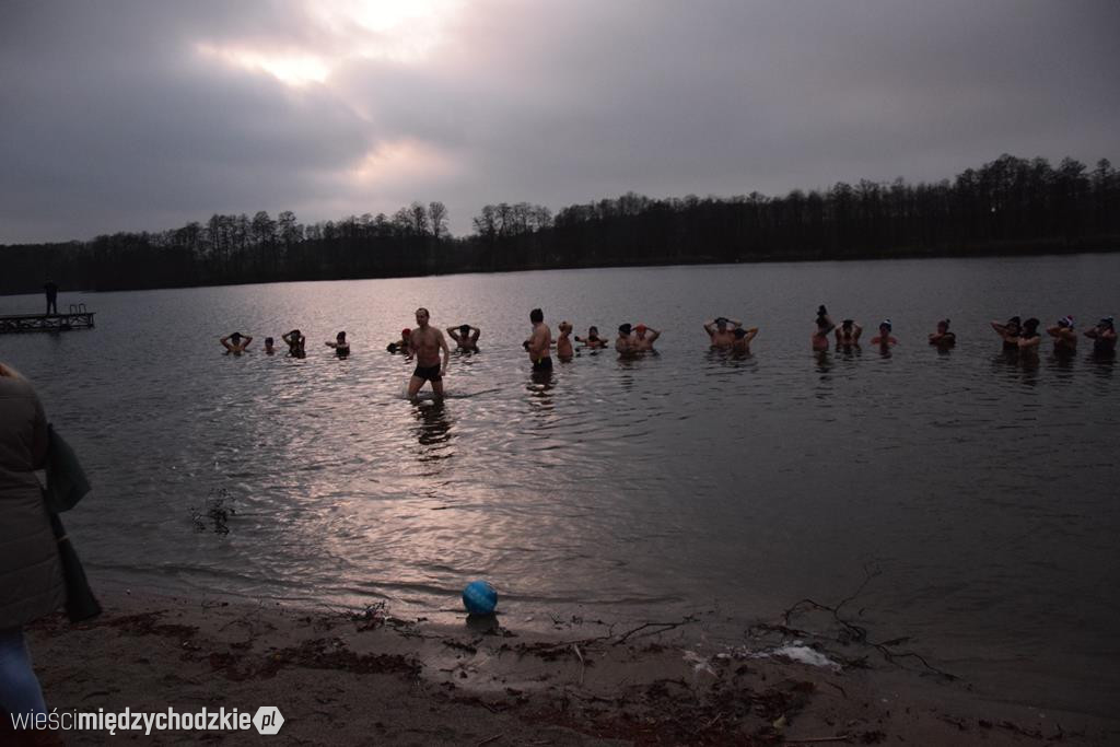 Morsy na plaży w Olandii