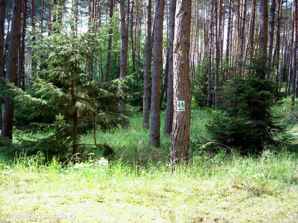 Zapraszamy na wędrówkę Bobrowym zakątkiem