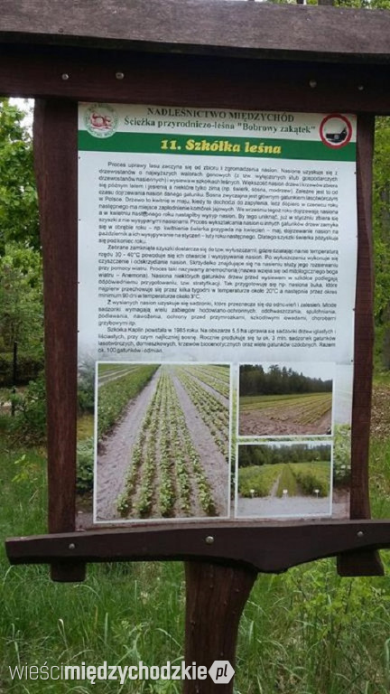 Zapraszamy na wędrówkę Bobrowym zakątkiem