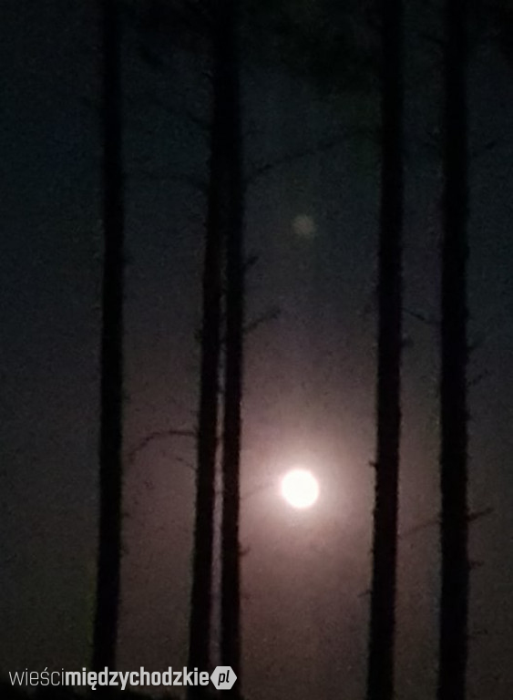 Księżyc wstaje nad Puszczą Notecką