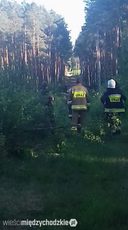 Pożar poszycia leśnego w rejonie Sierakowa