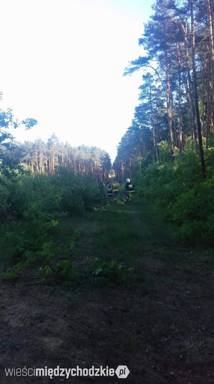 Pożar poszycia leśnego w rejonie Sierakowa