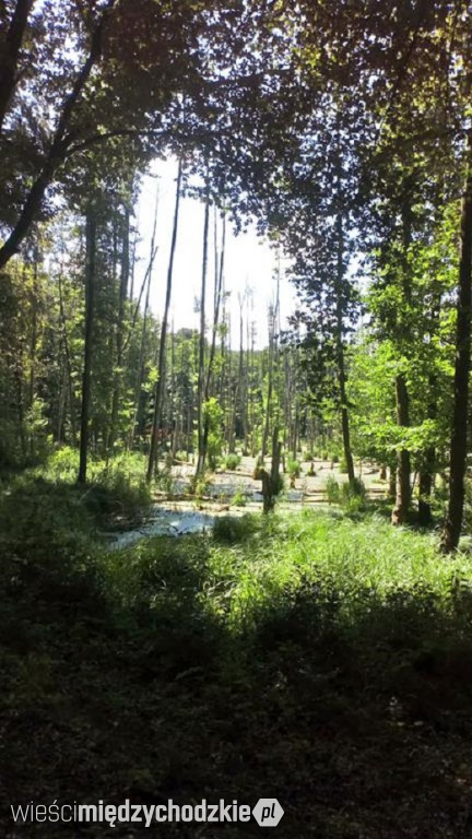 Piesza wędrówka ścieżką Jary koło Chalina