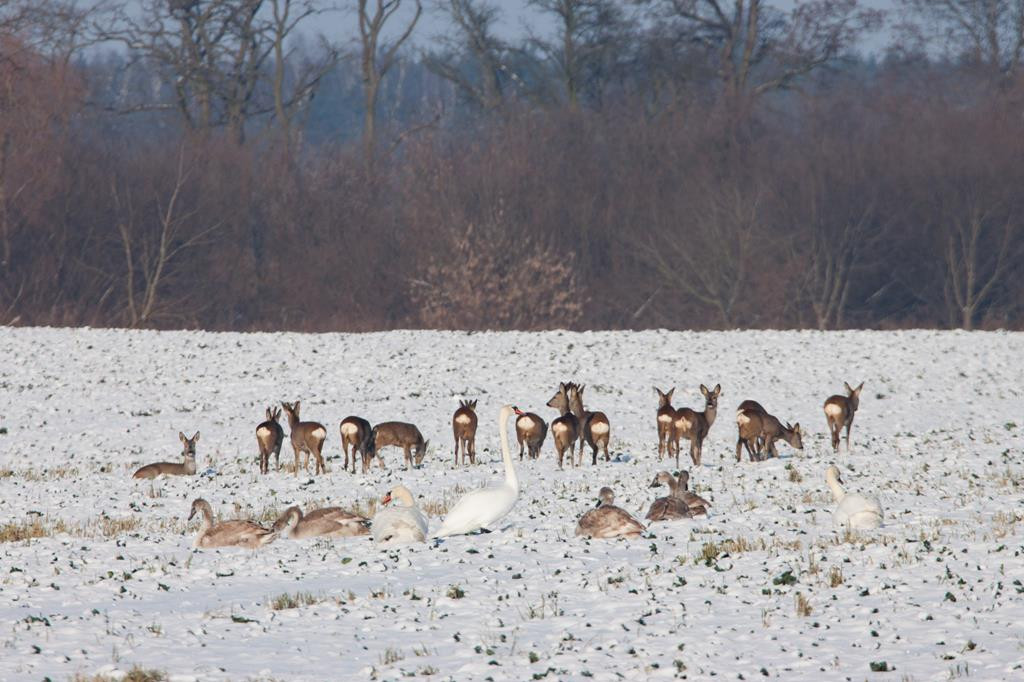 Przyrodnicze migawki Agaty Wojtaszyk