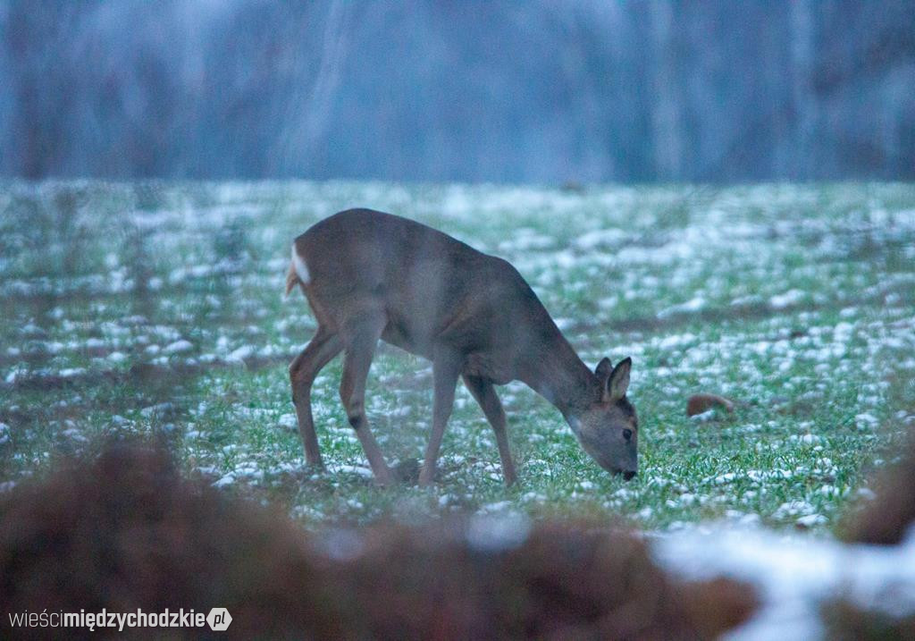 Przyrodnicze migawki Agaty Wojtaszyk