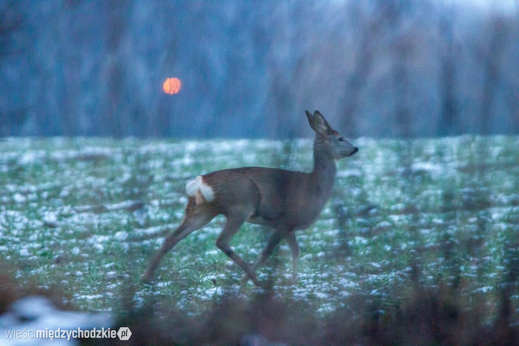 Przyrodnicze migawki Agaty Wojtaszyk
