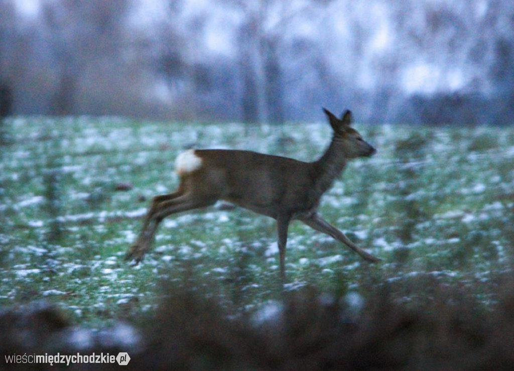 Przyrodnicze migawki Agaty Wojtaszyk