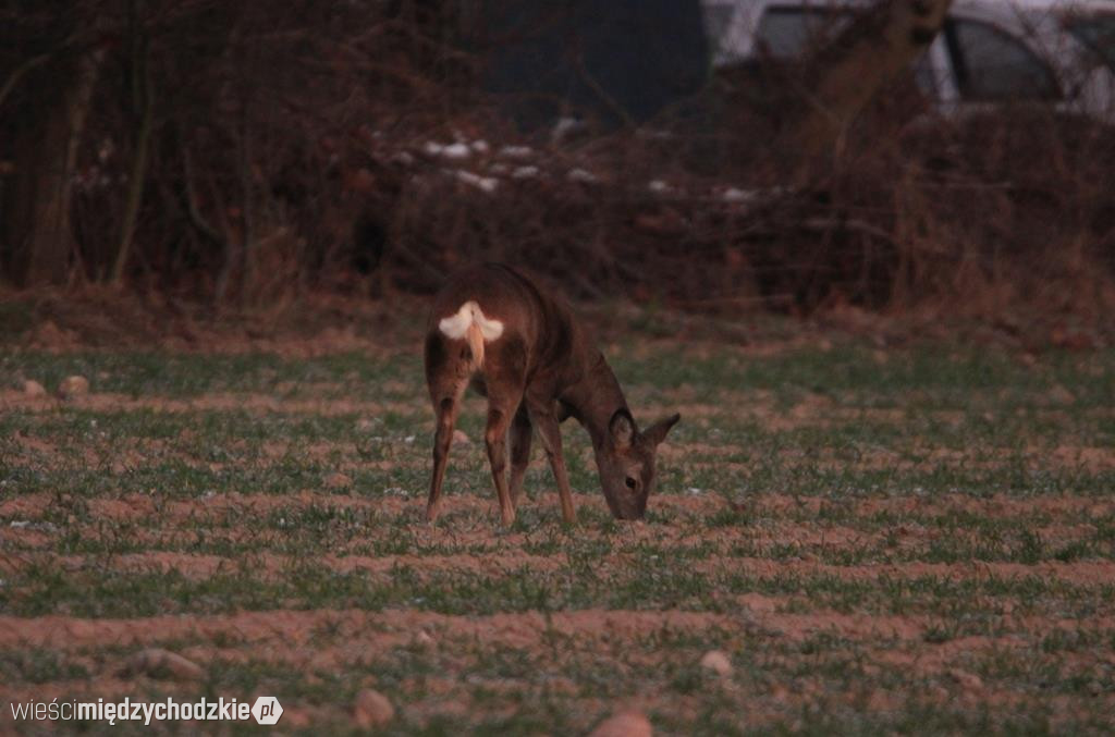 Przyrodnicze migawki Agaty Wojtaszyk