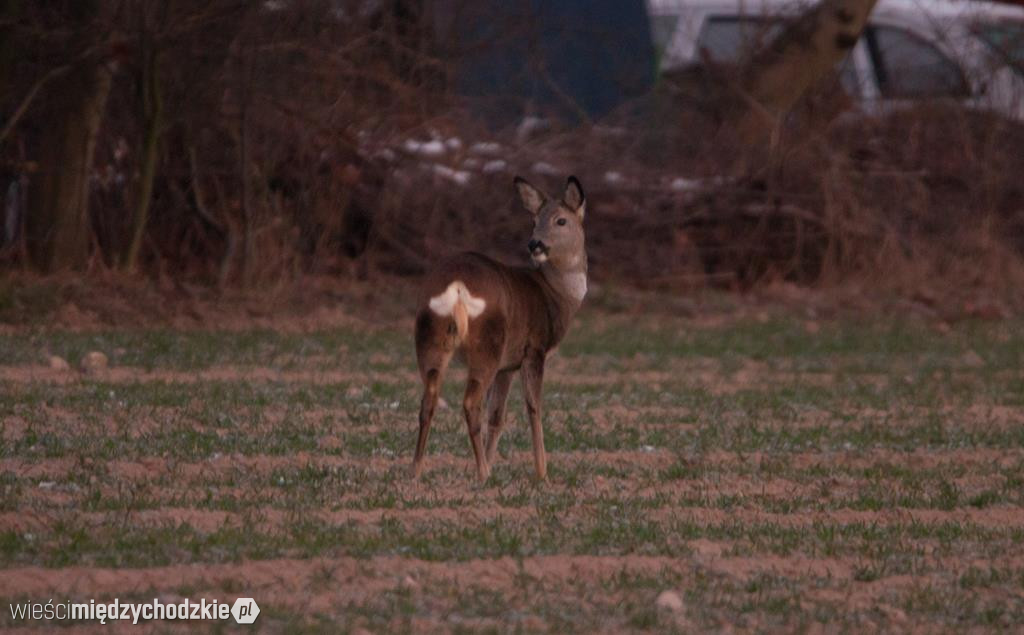 Przyrodnicze migawki Agaty Wojtaszyk