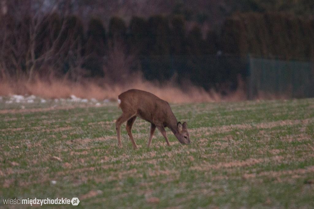 Przyrodnicze migawki Agaty Wojtaszyk