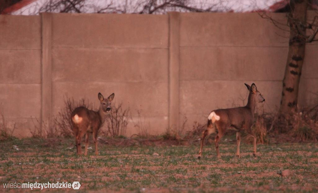 Przyrodnicze migawki Agaty Wojtaszyk