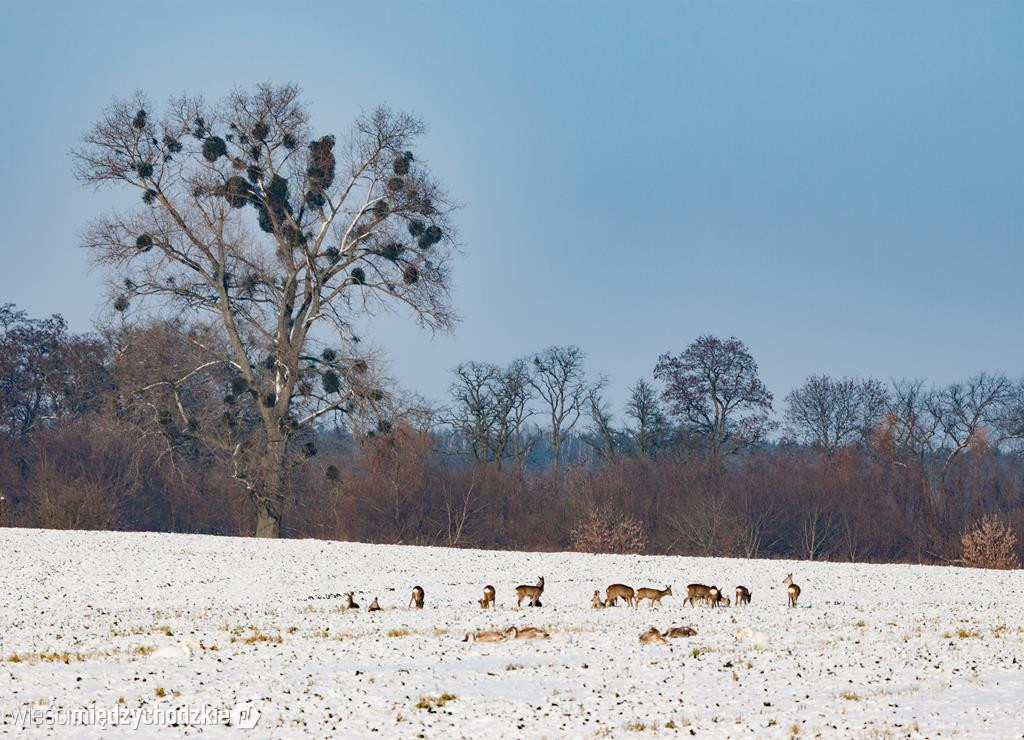 Przyrodnicze migawki Agaty Wojtaszyk