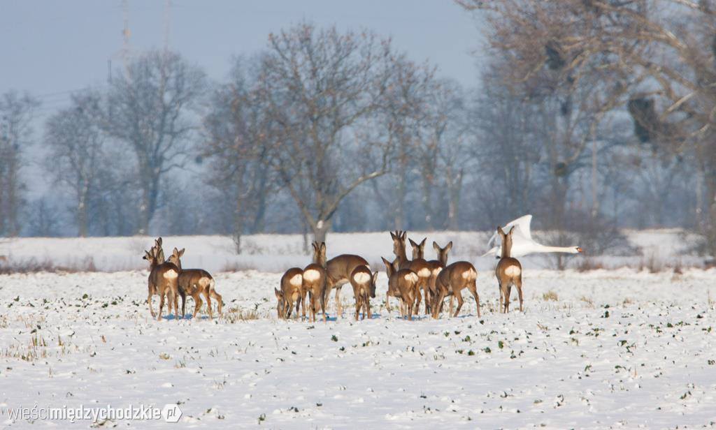 Przyrodnicze migawki Agaty Wojtaszyk
