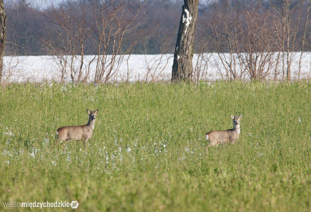 Przyrodnicze migawki Agaty Wojtaszyk