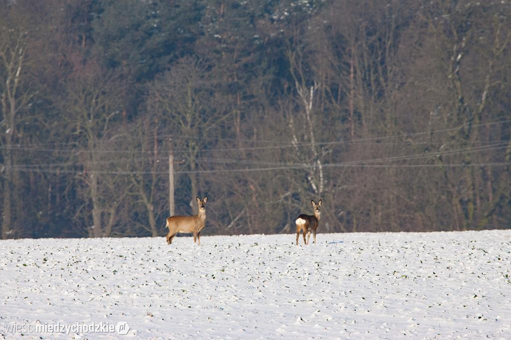 Przyrodnicze migawki Agaty Wojtaszyk