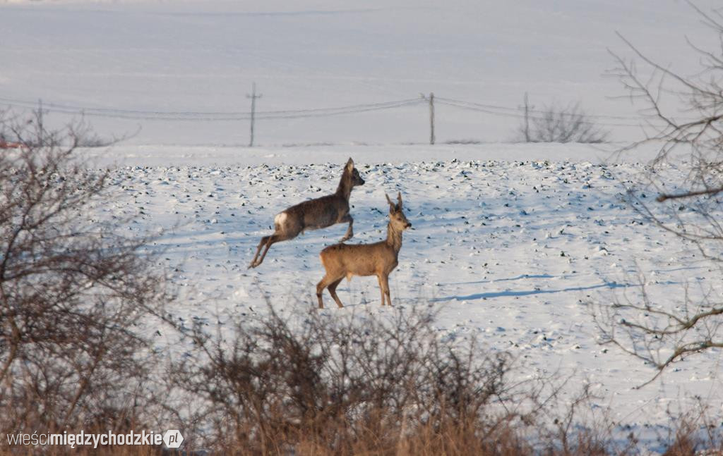 Przyrodnicze migawki Agaty Wojtaszyk