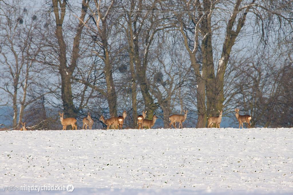 Przyrodnicze migawki Agaty Wojtaszyk