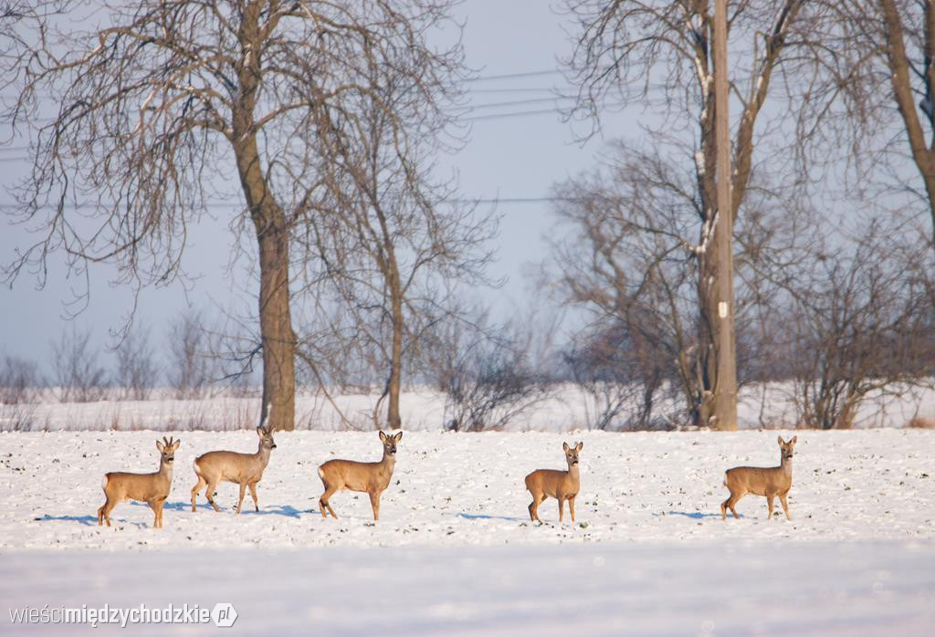 Przyrodnicze migawki Agaty Wojtaszyk