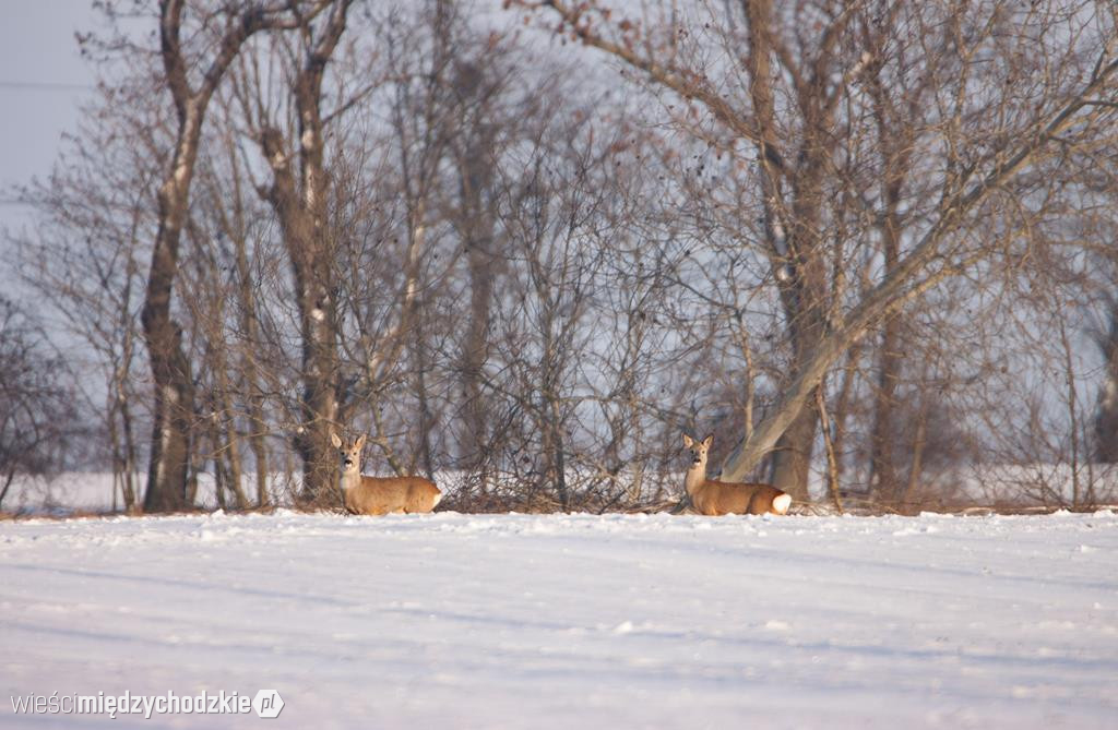 Przyrodnicze migawki Agaty Wojtaszyk