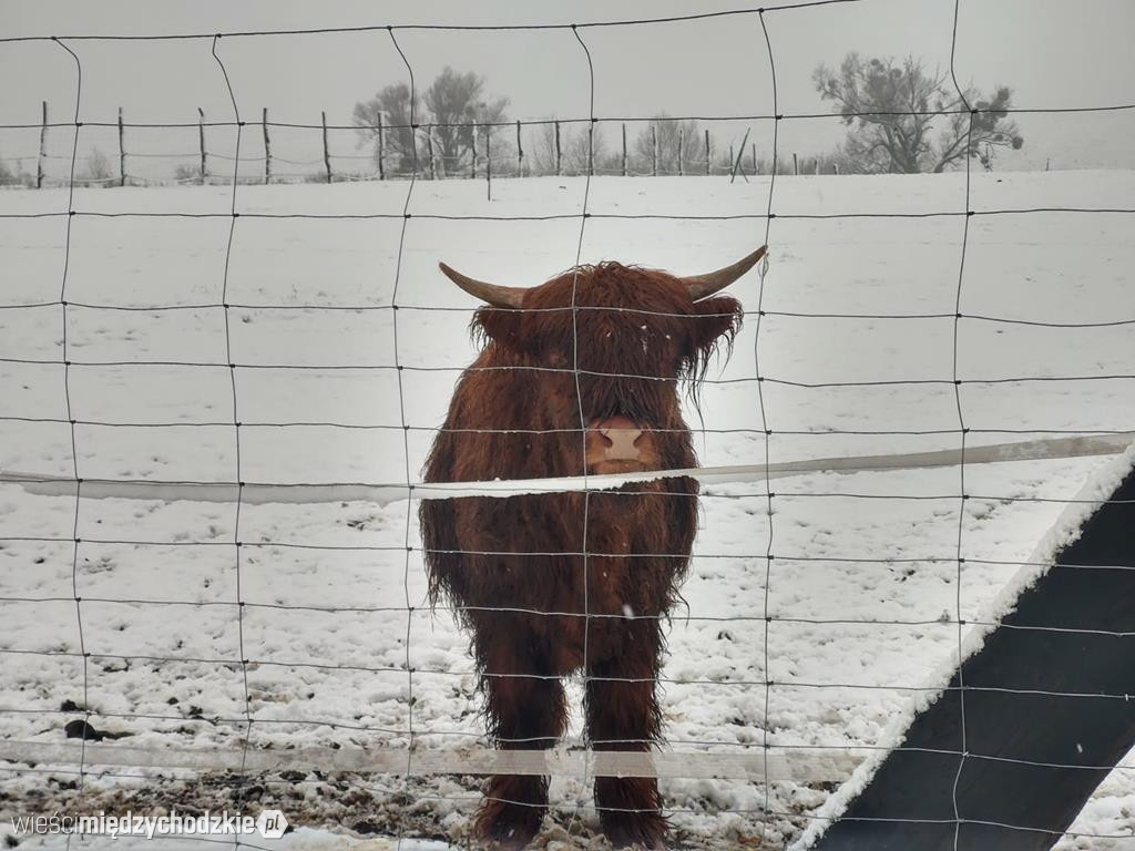 Międzychód zimową porą