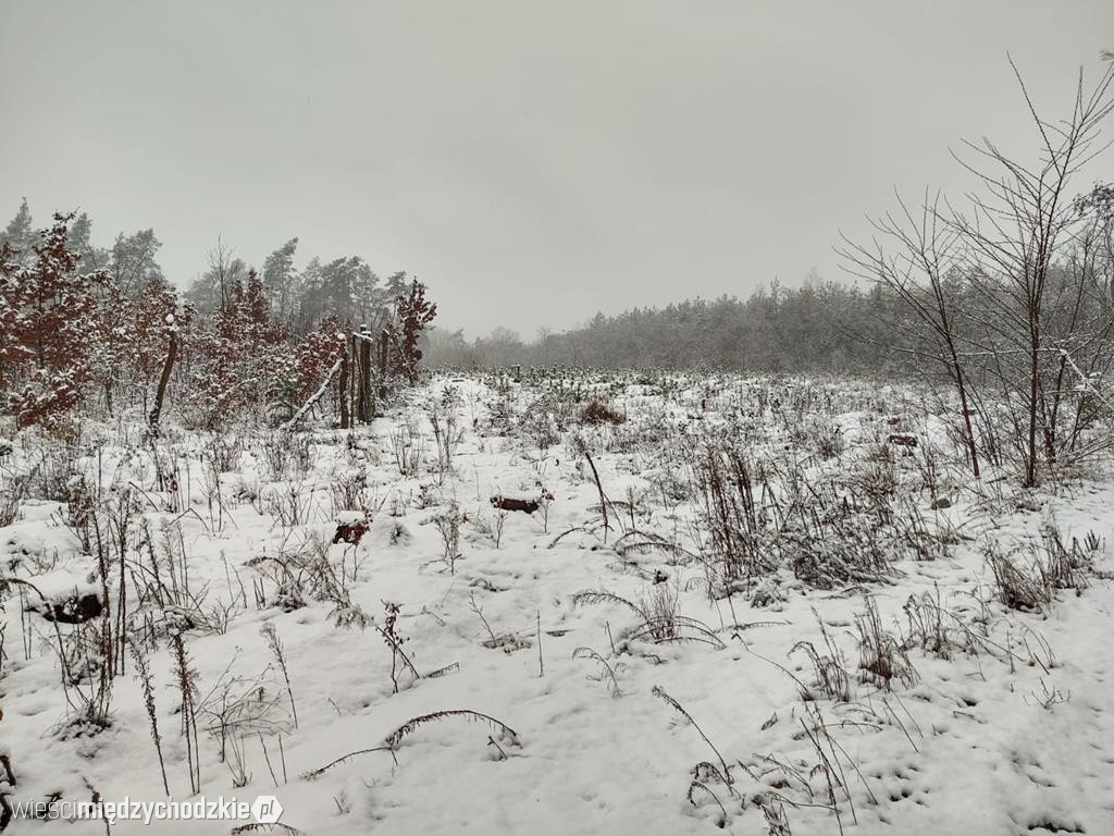 Międzychód zimową porą