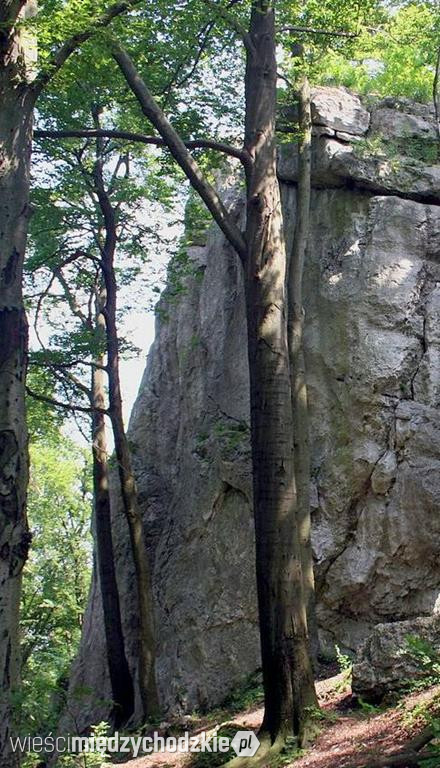 Szlakiem Orlich Gniazd