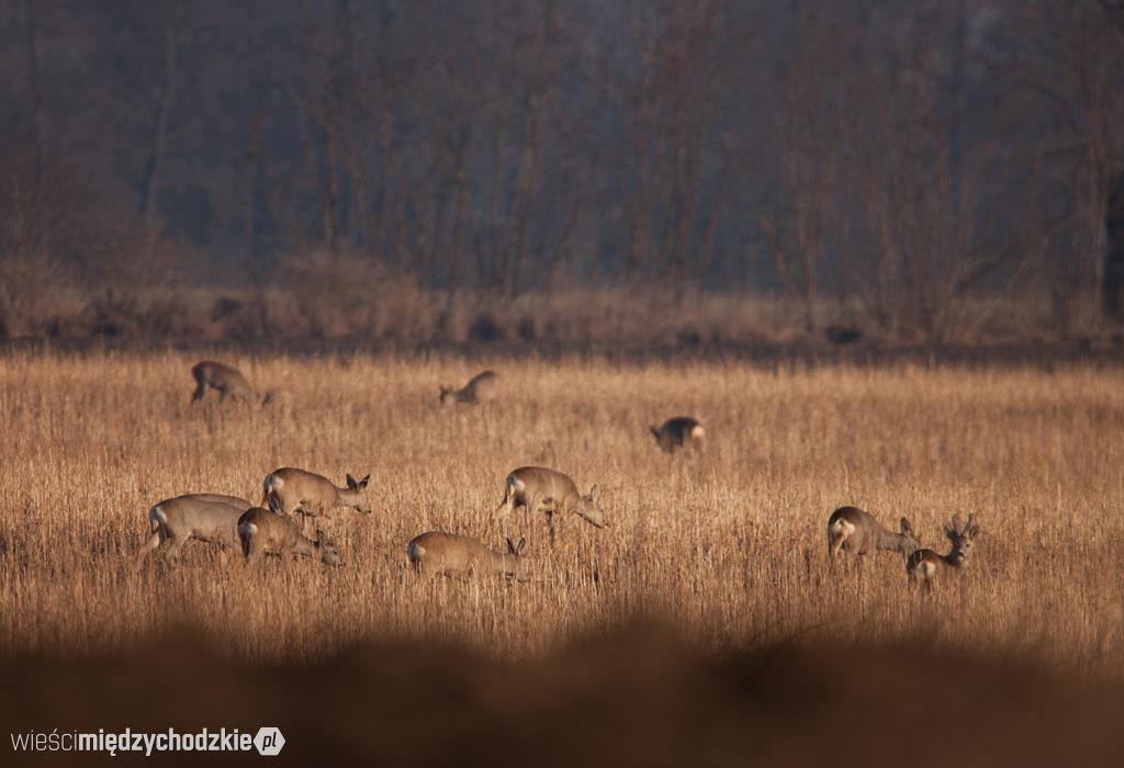 Fotograficzne polowanie Agaty Wojtaszyk