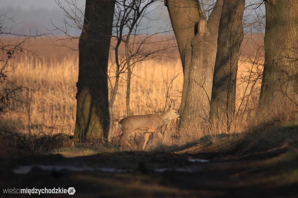 Fotograficzne polowanie Agaty Wojtaszyk